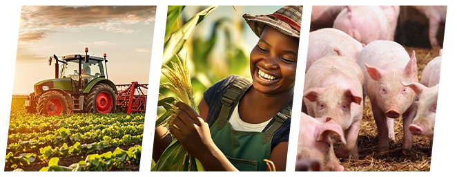 A tractor, A Smiling Farm Lady and A Pig Farm